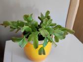 Gėlė Šliumbergera (Schlumbergera) - nuotraukos Nr. 3
