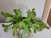 Gėlė Šliumbergera (Schlumbergera) - nuotraukos Nr. 4