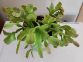 Gėlė Šliumbergera (Schlumbergera) - nuotraukos Nr. 5