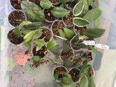 Hoya (vaškuoles )