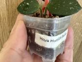 Hoya (vaškuoles ) - nuotraukos Nr. 2