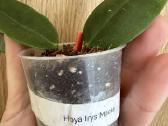 Hoya (vaškuoles ) - nuotraukos Nr. 3