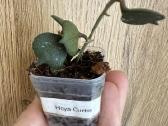 Hoya (vaškuoles ) - nuotraukos Nr. 4