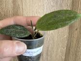 Hoya (vaškuoles ) - nuotraukos Nr. 5