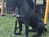 Kanaru dogai(presa Canario)laukiama vada