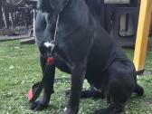 Kanaru dogai(presa Canario)laukiama vada - nuotraukos Nr. 3