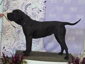 Kanaru dogai(presa Canario)sulaukėme vados - nuotraukos Nr. 5