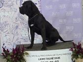 Kanaru dogai(presa Canario)sulaukėme vados - nuotraukos Nr. 7