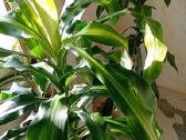 Kvapioji dracena 120cm (2 vnt)