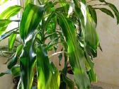 Kvapioji dracena 120cm (2 vnt) - nuotraukos Nr. 2