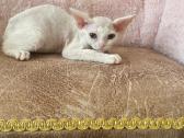 Devon Rex - nuotraukos Nr. 2