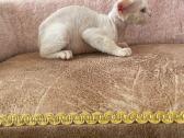 Devon Rex - nuotraukos Nr. 7