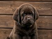 Šokoladiniai Labradoro Retriveriai - nuotraukos Nr. 4