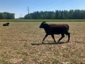 Grynaveisles angus telyčios - nuotraukos Nr. 2