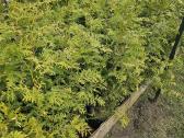 Brabant tujos - 80-90cm - 2.50€ - nuotraukos Nr. 3