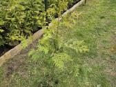 Brabant tujos - 80-90cm - 2.50€ - nuotraukos Nr. 4