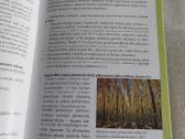 Hibridinės tuopos plantacinių miškų veisimo ir aug - nuotraukos Nr. 4