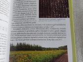Hibridinės tuopos plantacinių miškų veisimo ir aug - nuotraukos Nr. 5