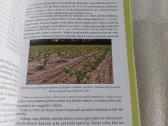 Hibridinės tuopos plantacinių miškų veisimo ir aug - nuotraukos Nr. 6