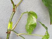 Filodendronai, epipremnum - nuotraukos Nr. 14