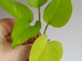 Filodendronai, epipremnum - nuotraukos Nr. 15