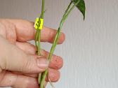 Filodendronai, epipremnum - nuotraukos Nr. 16