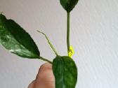 Filodendronai, epipremnum - nuotraukos Nr. 17