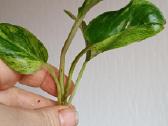 Filodendronai, epipremnum - nuotraukos Nr. 18