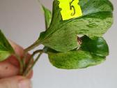 Filodendronai, epipremnum - nuotraukos Nr. 19