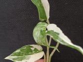 Filodendronai, epipremnum - nuotraukos Nr. 20