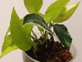 Filodendronai, epipremnum - nuotraukos Nr. 21