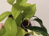Filodendronai, epipremnum - nuotraukos Nr. 22