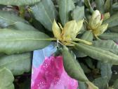 Rododendrai - nuotraukos Nr. 5