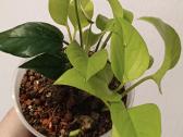 Filodendronai, epipremnum - nuotraukos Nr. 23