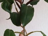 Filodendronai, epipremnum - nuotraukos Nr. 24