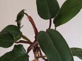 Filodendronai, epipremnum - nuotraukos Nr. 25