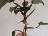 Filodendronai, epipremnum - nuotraukos Nr. 26