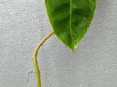 Filodendronai, epipremnum - nuotraukos Nr. 27
