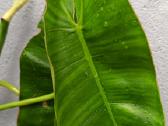 Filodendronai, epipremnum - nuotraukos Nr. 29