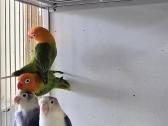 Papūgos