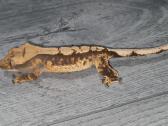 Gekonai / Crested gecko