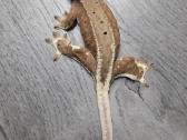 Gekonai / Crested gecko - nuotraukos Nr. 2