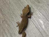 Gekonai / Crested gecko - nuotraukos Nr. 3