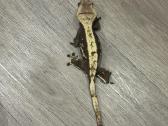 Gekonai / Crested gecko - nuotraukos Nr. 4