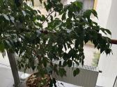 Ficus benjamina-benjaminas / smulkialapis fikusas