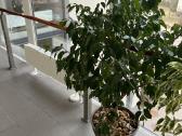 Ficus benjamina-benjaminas / smulkialapis fikusas - nuotraukos Nr. 2