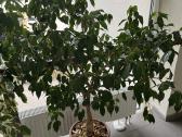 Ficus benjamina-benjaminas / smulkialapis fikusas - nuotraukos Nr. 3
