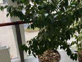 Ficus benjamina-benjaminas / smulkialapis fikusas - nuotraukos Nr. 4
