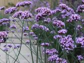 Patagoninė verbena