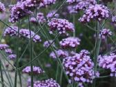 Patagoninė verbena - nuotraukos Nr. 2